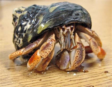Types of Hermit Crabs .